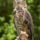 Image for article titled How do owls twist their heads all the way around without dying? At last we know.